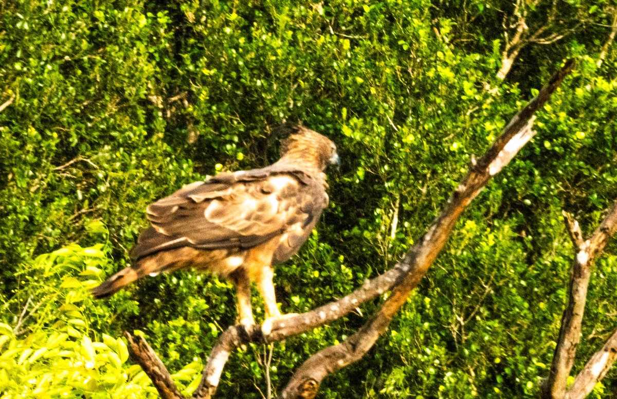 Changeable Hawk-Eagle - ML638133202
