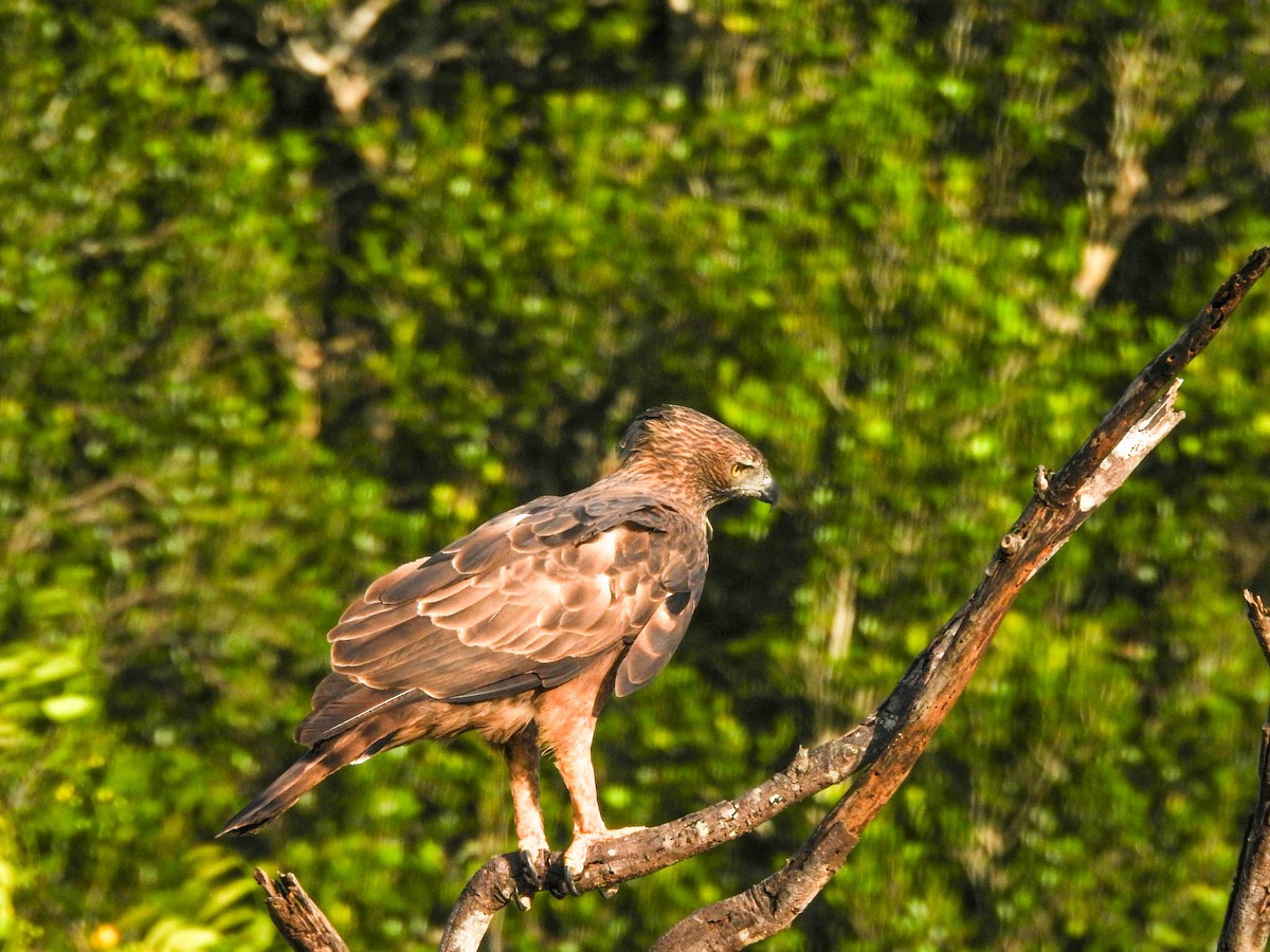 Changeable Hawk-Eagle - ML638133203