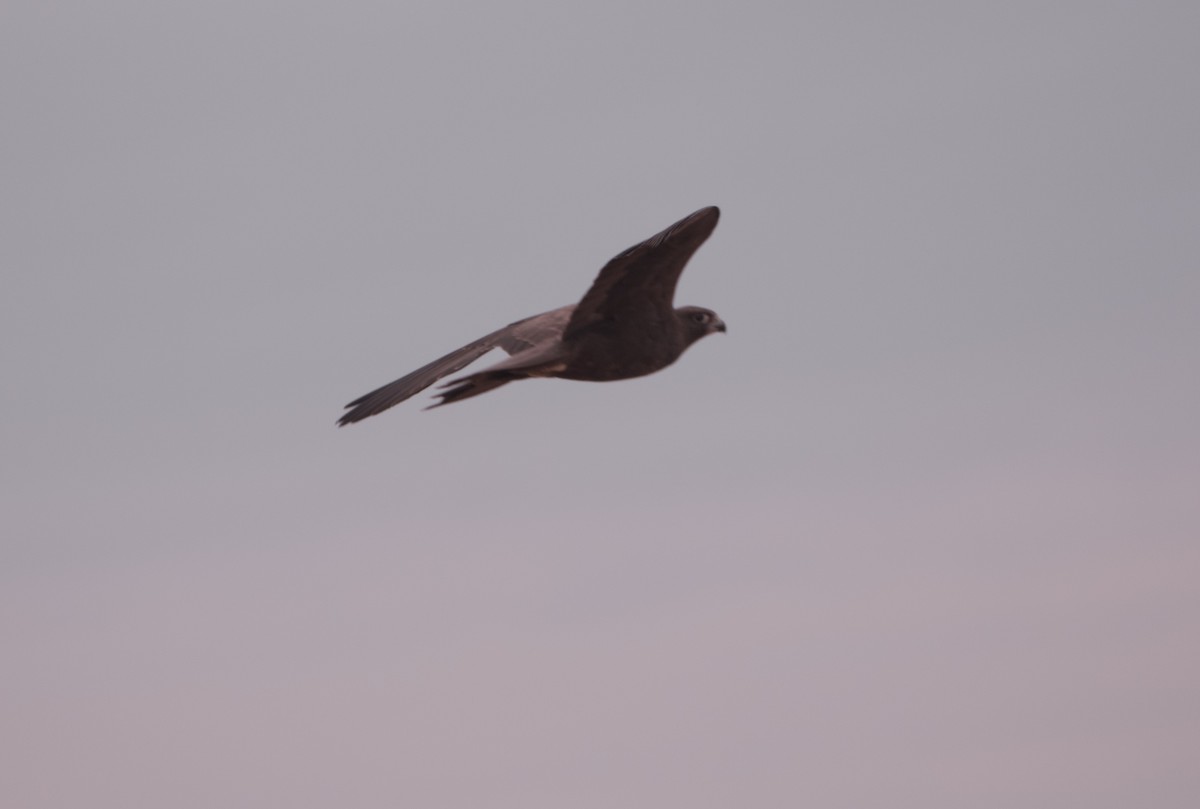 Black Falcon - ML638133204