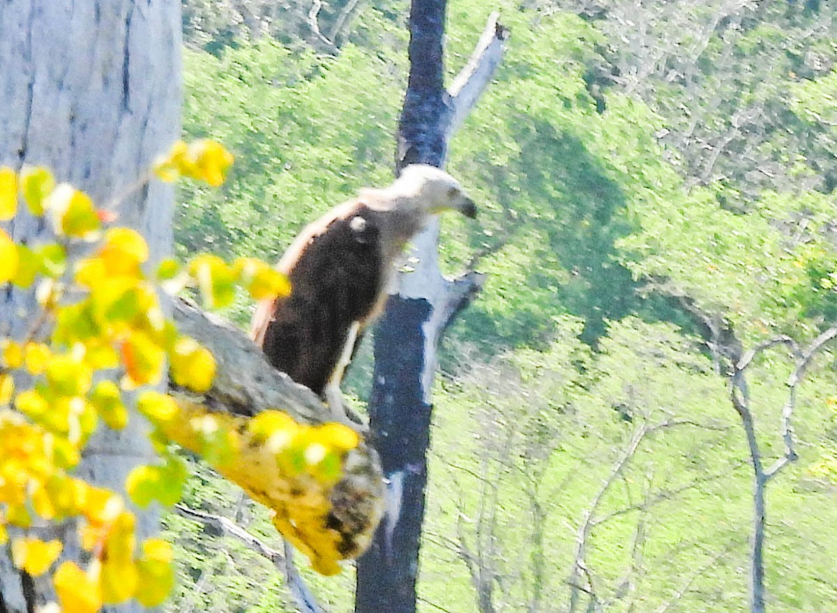 Gray-headed Fish-Eagle - ML638133210