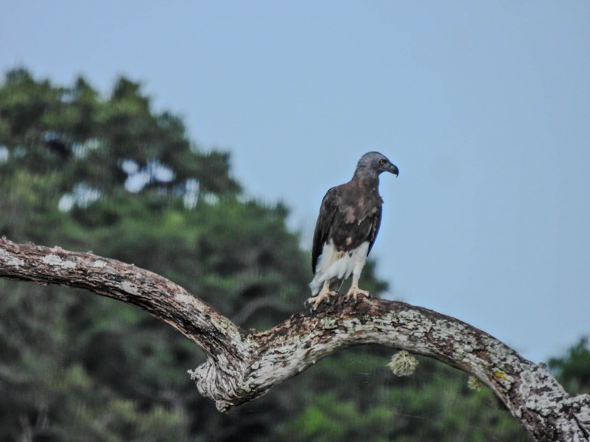 Gray-headed Fish-Eagle - ML638133211