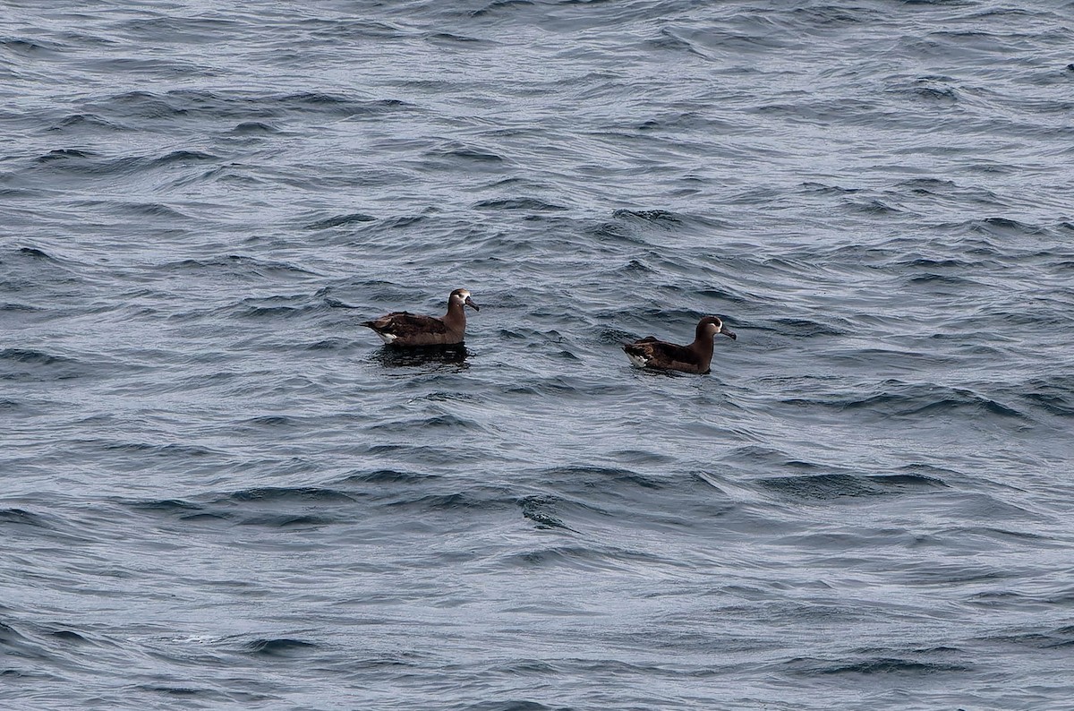 Black-footed Albatross - ML638133221