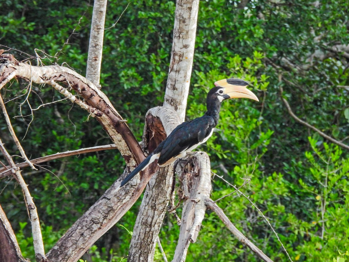 Malabar Pied-Hornbill - ML638133228
