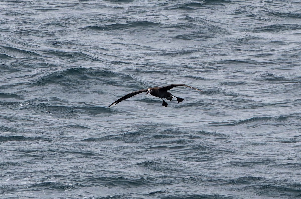 Black-footed Albatross - ML638133230