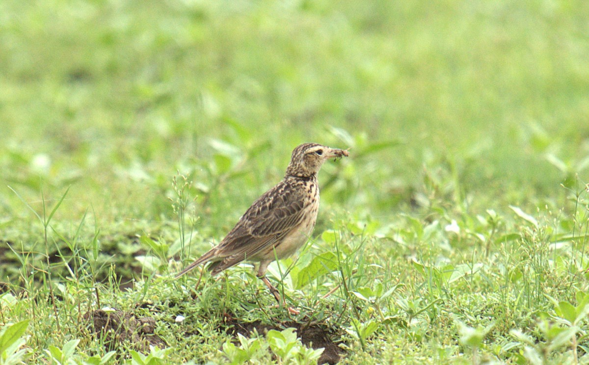 Oriental Skylark - ML638133247
