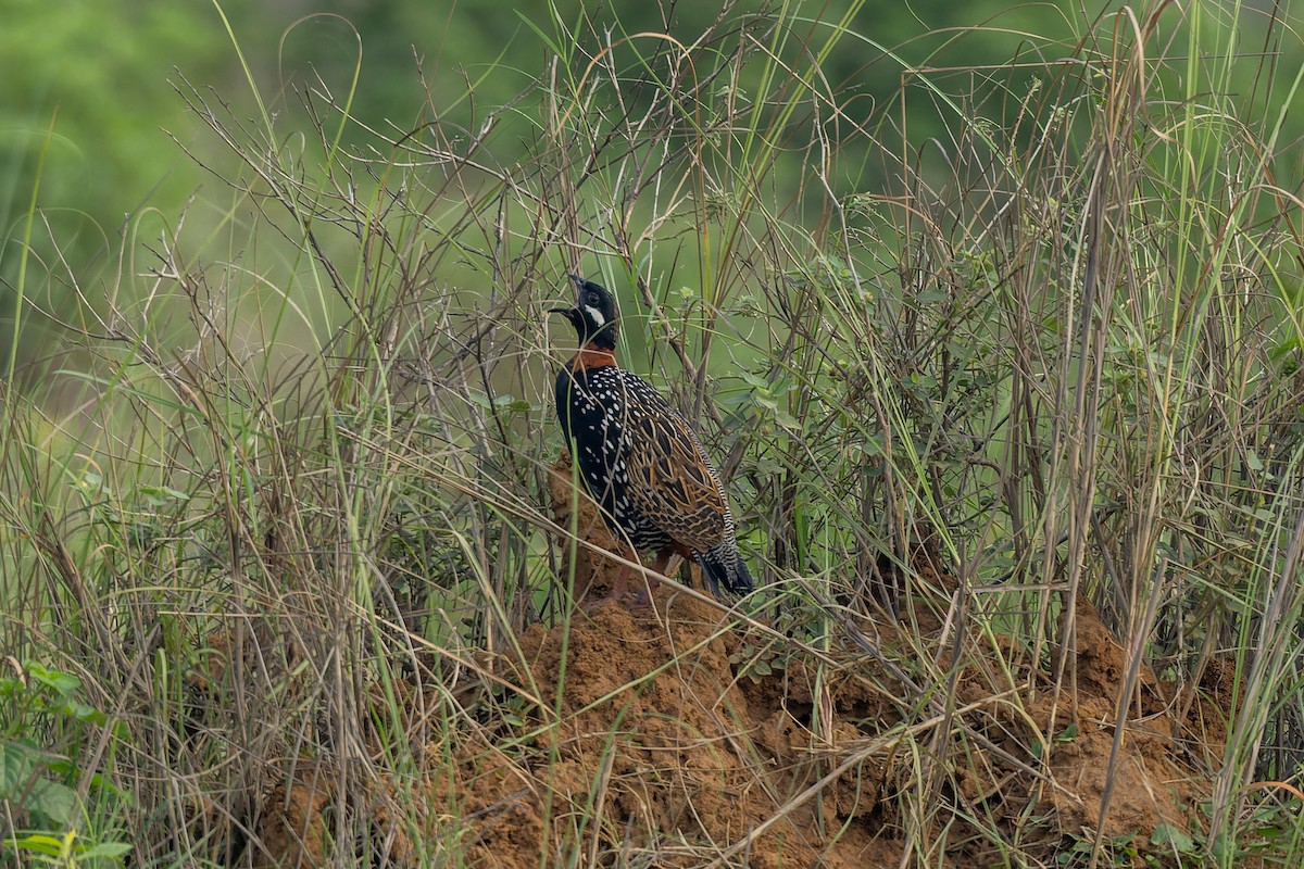 Black Francolin - ML638133248
