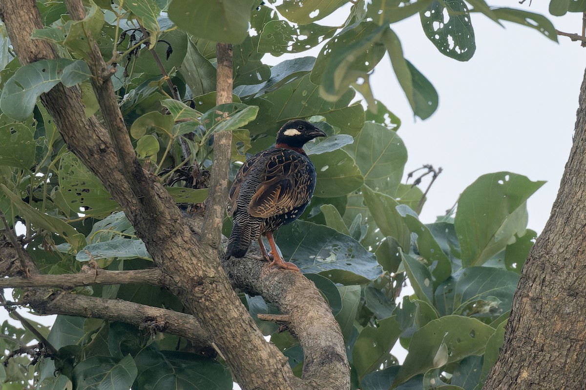 Black Francolin - ML638133301