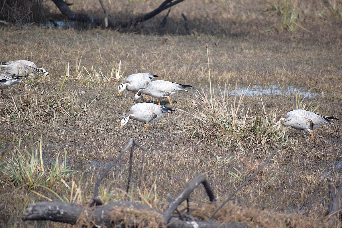 Bar-headed Goose - ML638133329