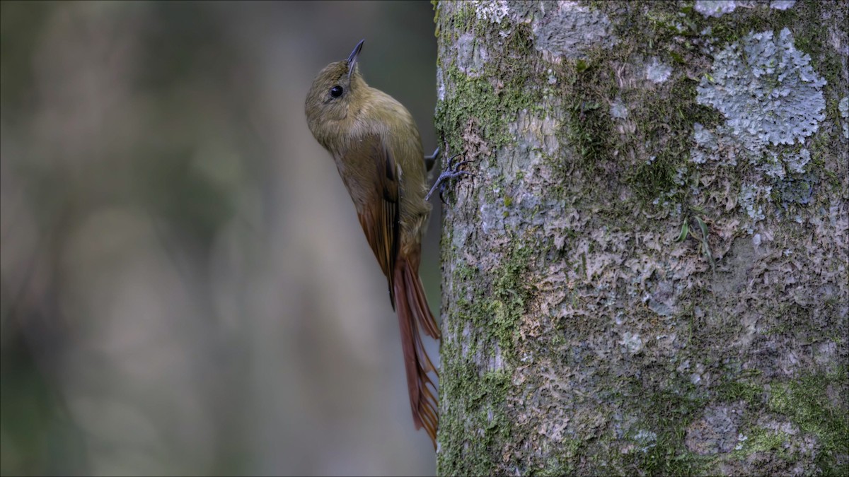 Olivaceous Woodcreeper - ML638133345