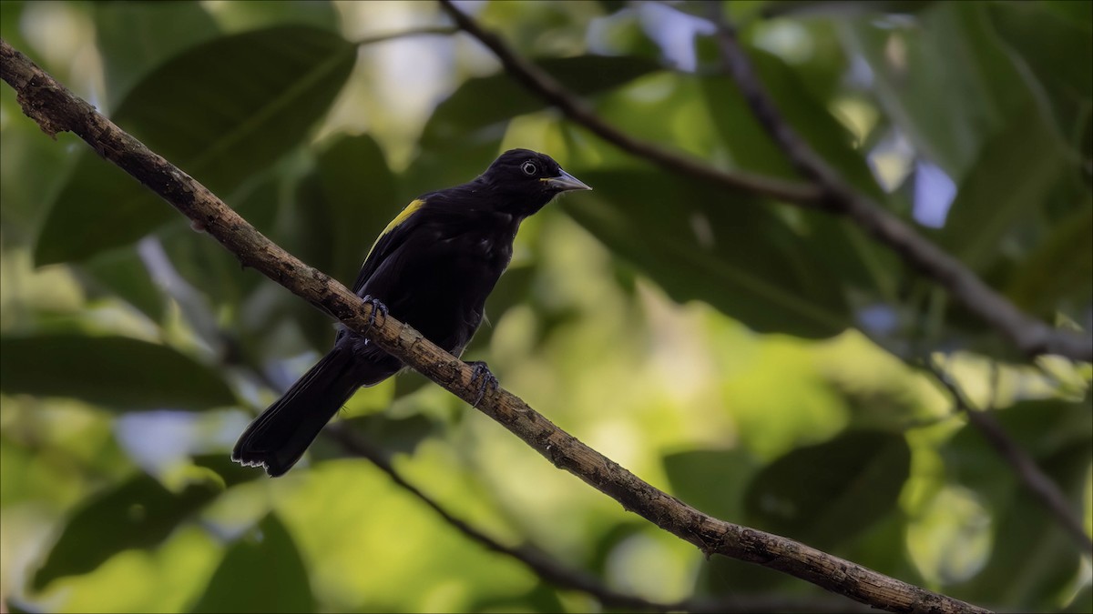Golden-winged Cacique - ML638133367
