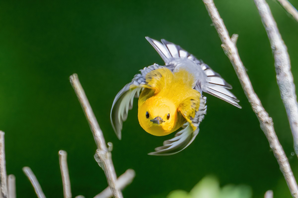Prothonotary Warbler - ML638133376