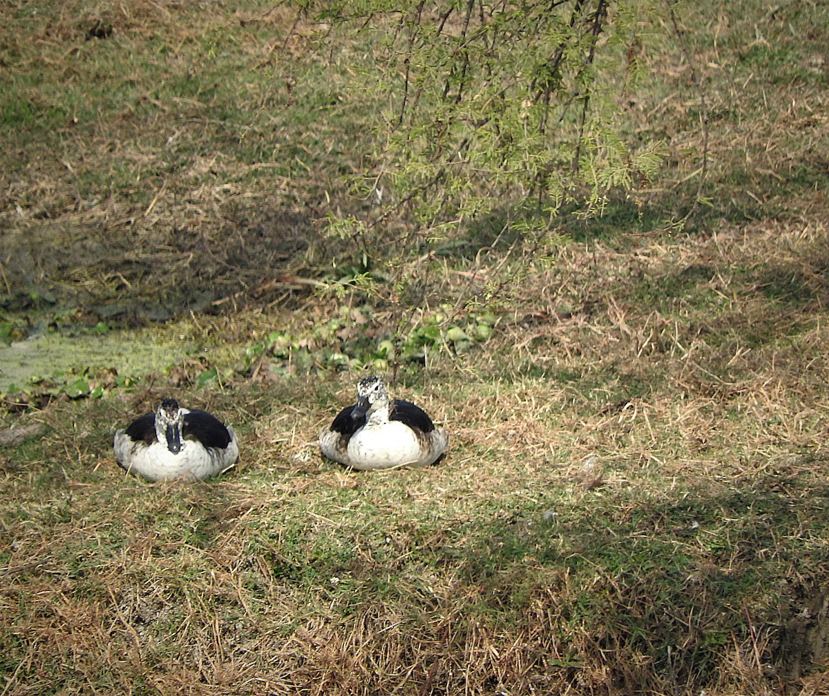 Knob-billed Duck - ML638133383