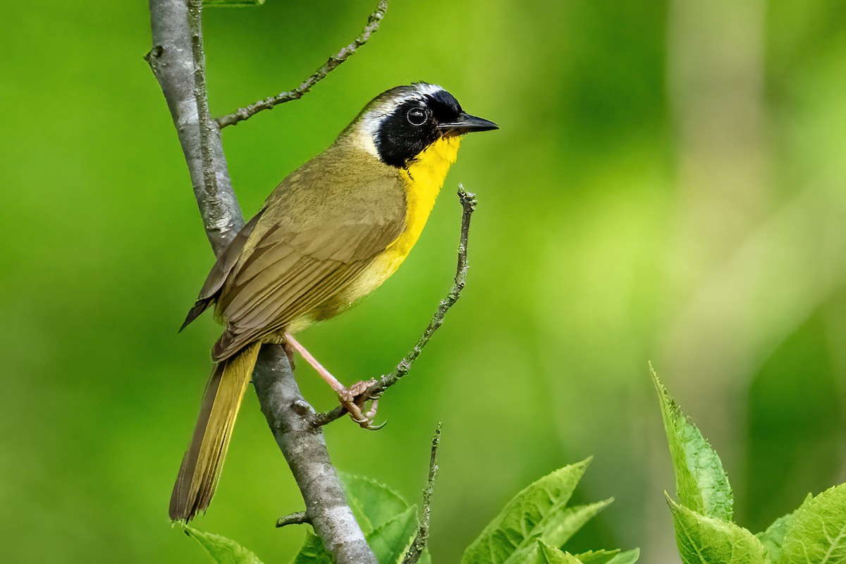 Common Yellowthroat - ML638133384