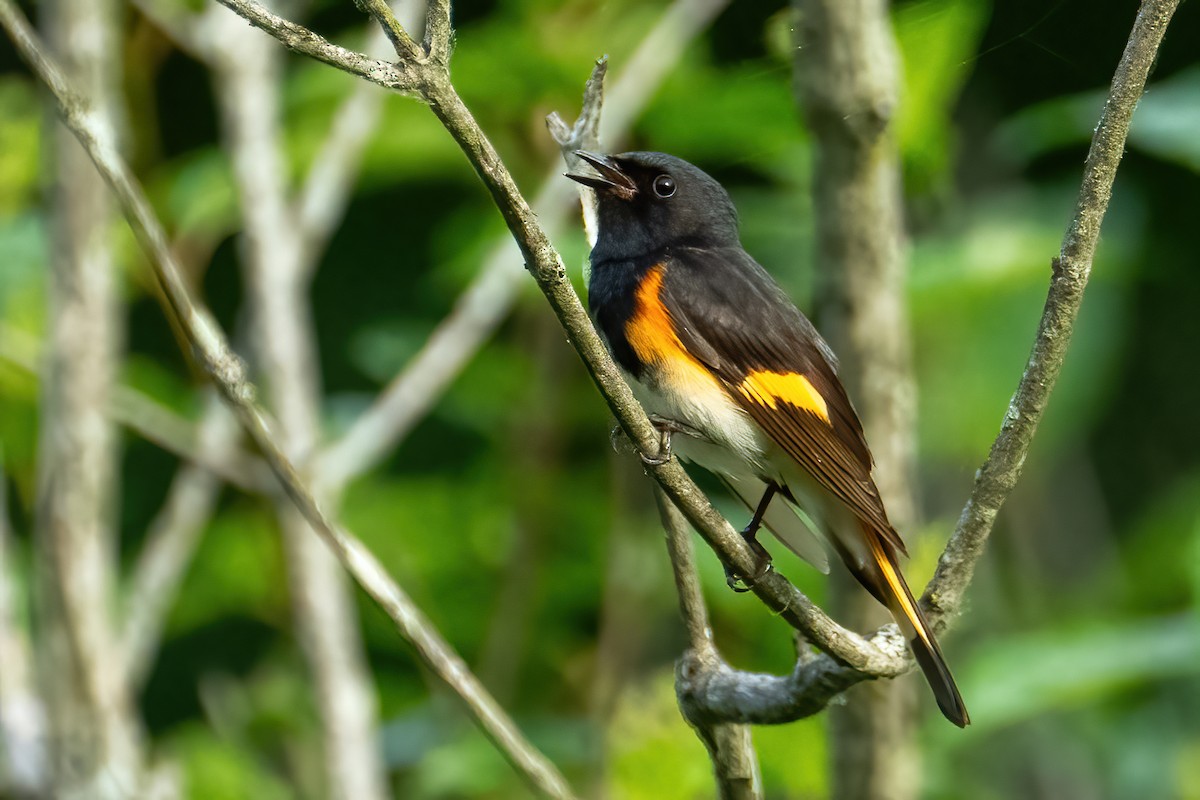 American Redstart - ML638133403