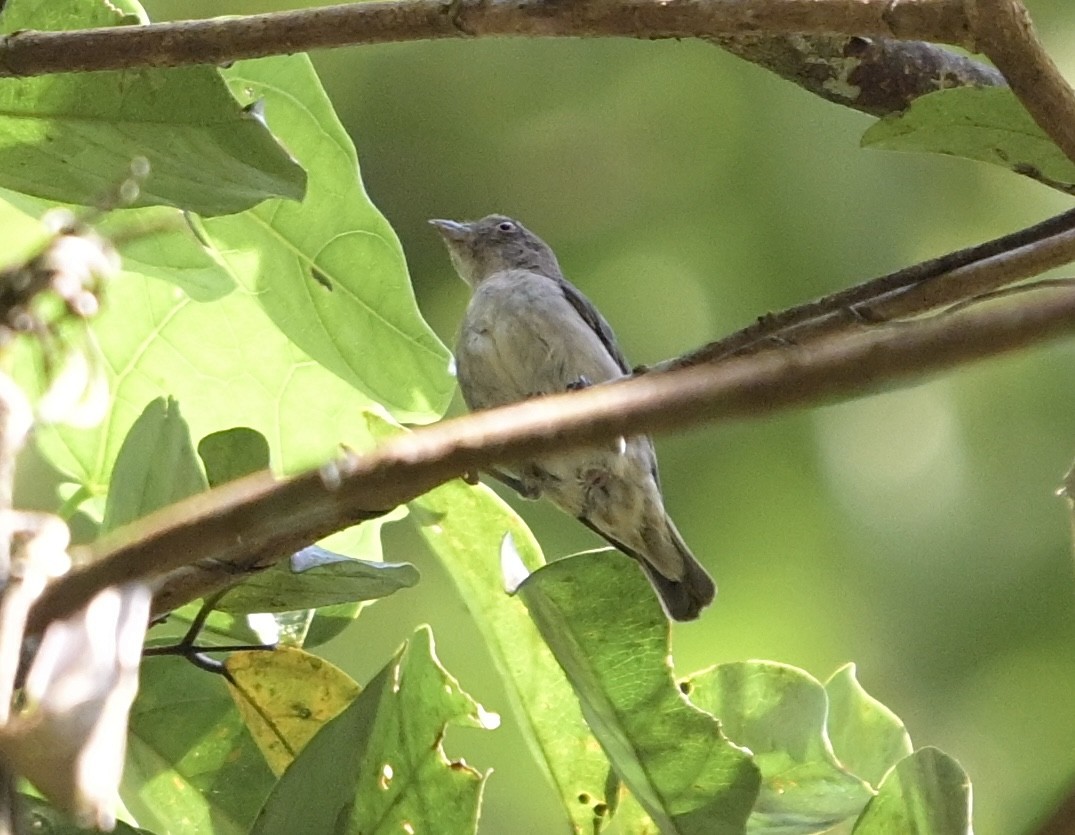 Brown-backed Flowerpecker - ML638133412