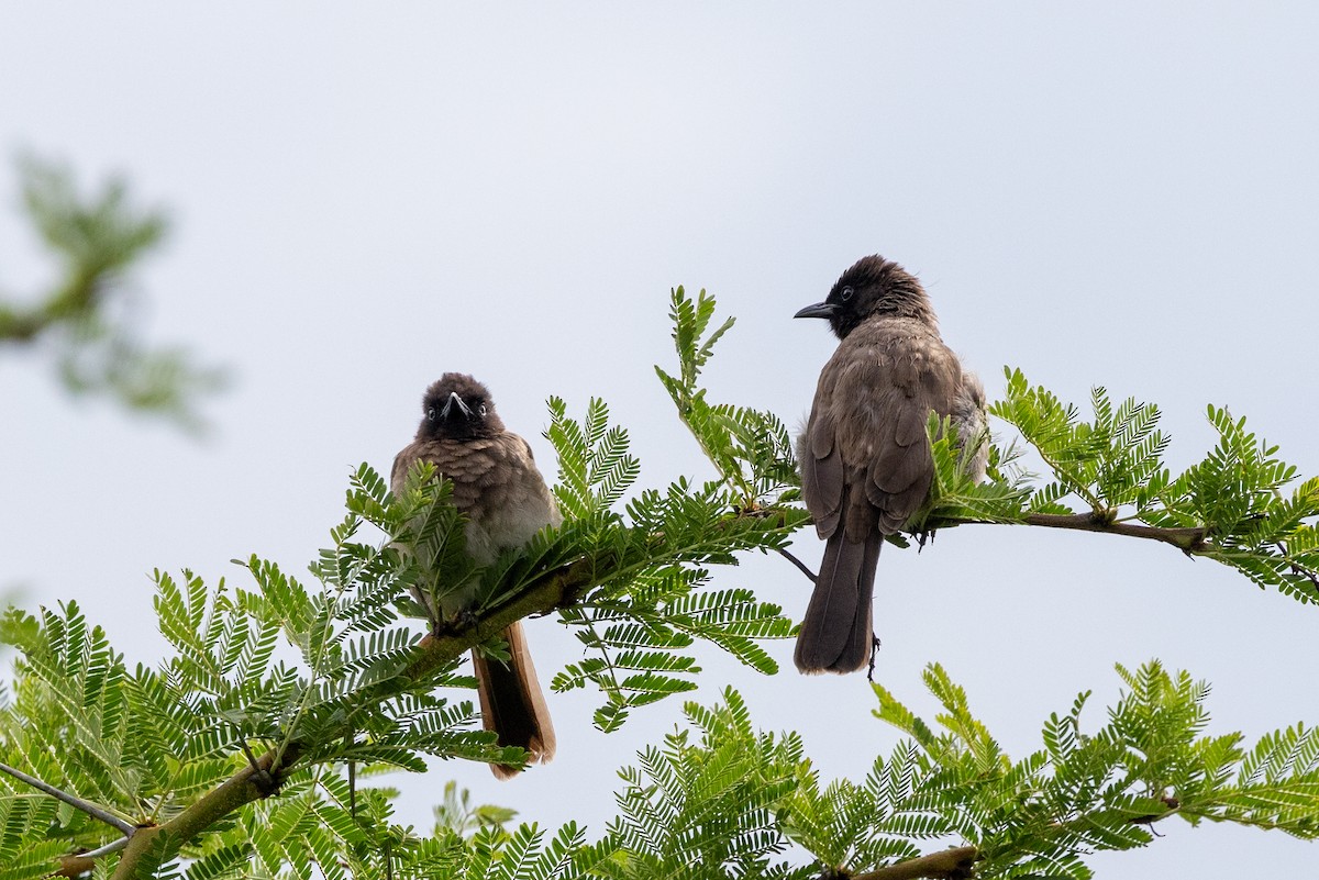 Common Bulbul - ML638133424