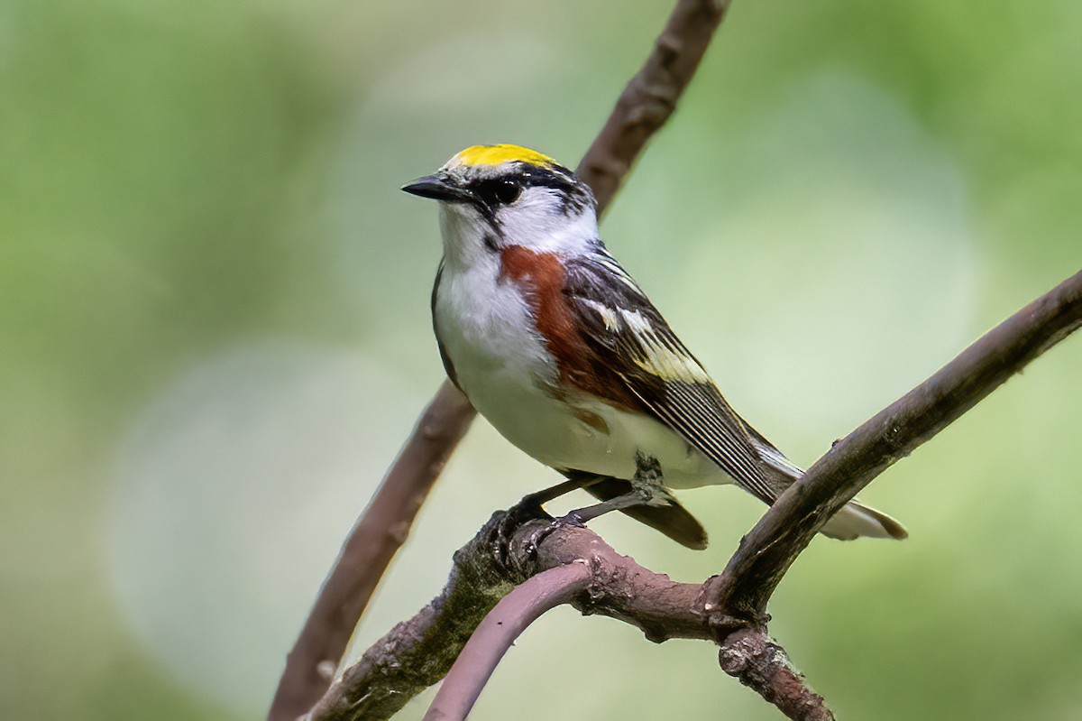Chestnut-sided Warbler - ML638133425
