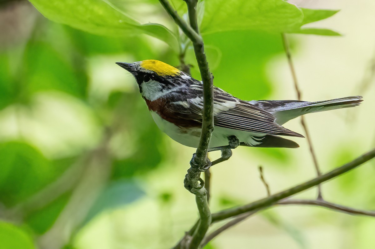 Chestnut-sided Warbler - ML638133429