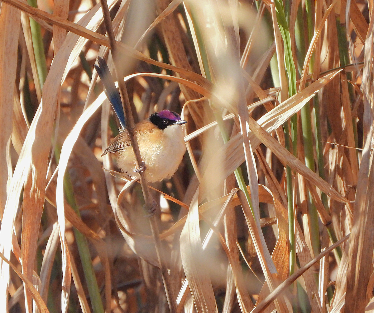 Purple-crowned Fairywren - ML638133435