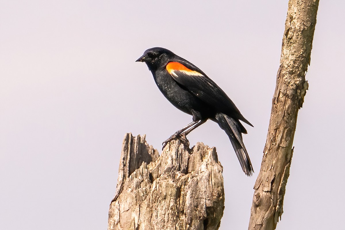 Red-winged Blackbird - ML638133446