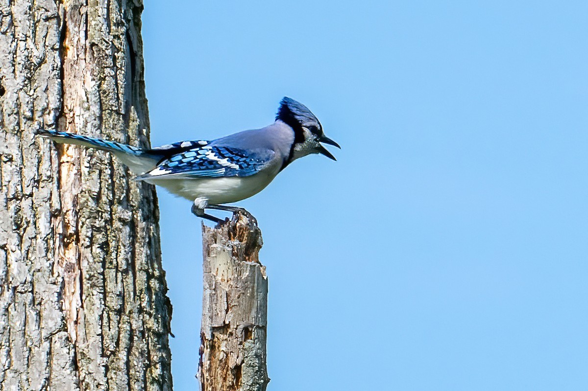 Blue Jay - ML638133451