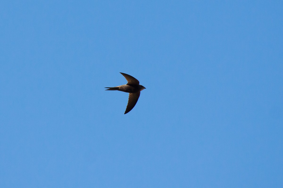 Pallid Swift - ML638133454