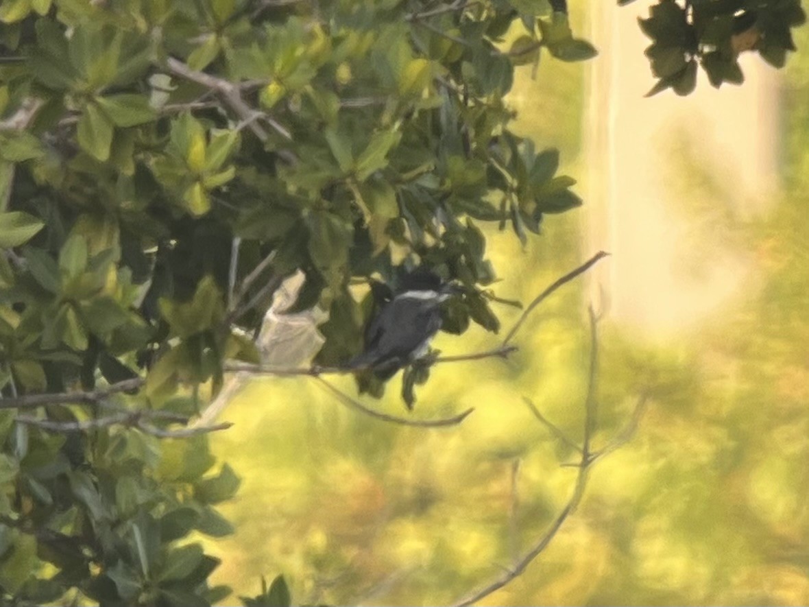 Belted Kingfisher - ML638133471
