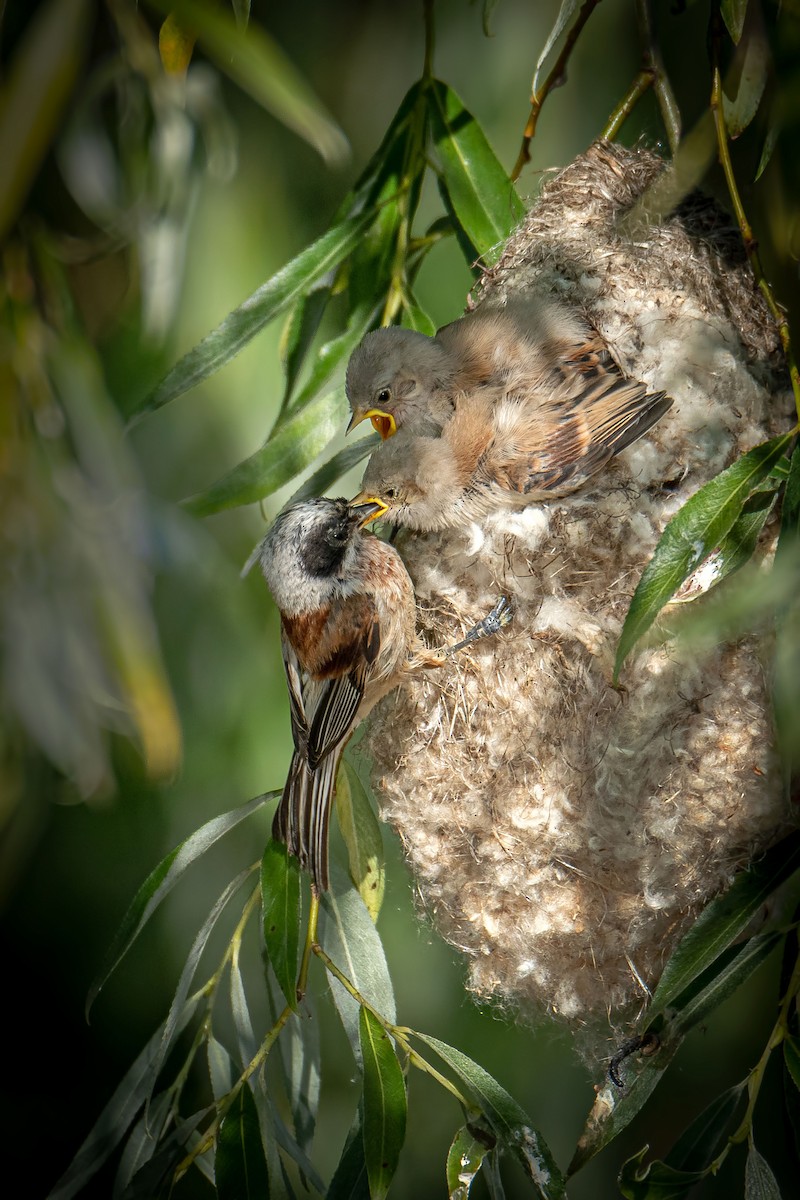 Eurasian Penduline-Tit - ML638133484