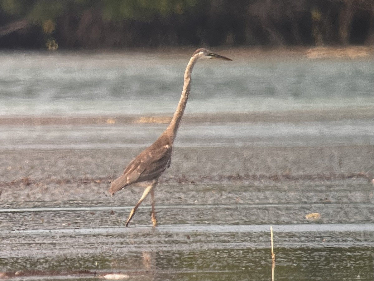 Great Blue Heron (Great Blue) - ML638133489
