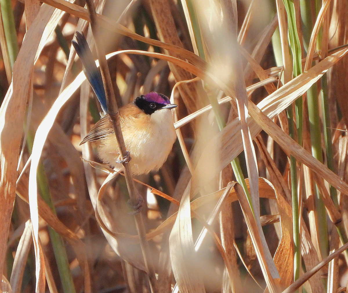 Purple-crowned Fairywren - ML638133527