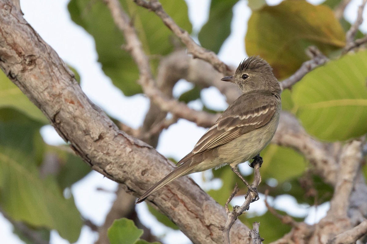Yellow-bellied Elaenia - ML638133531