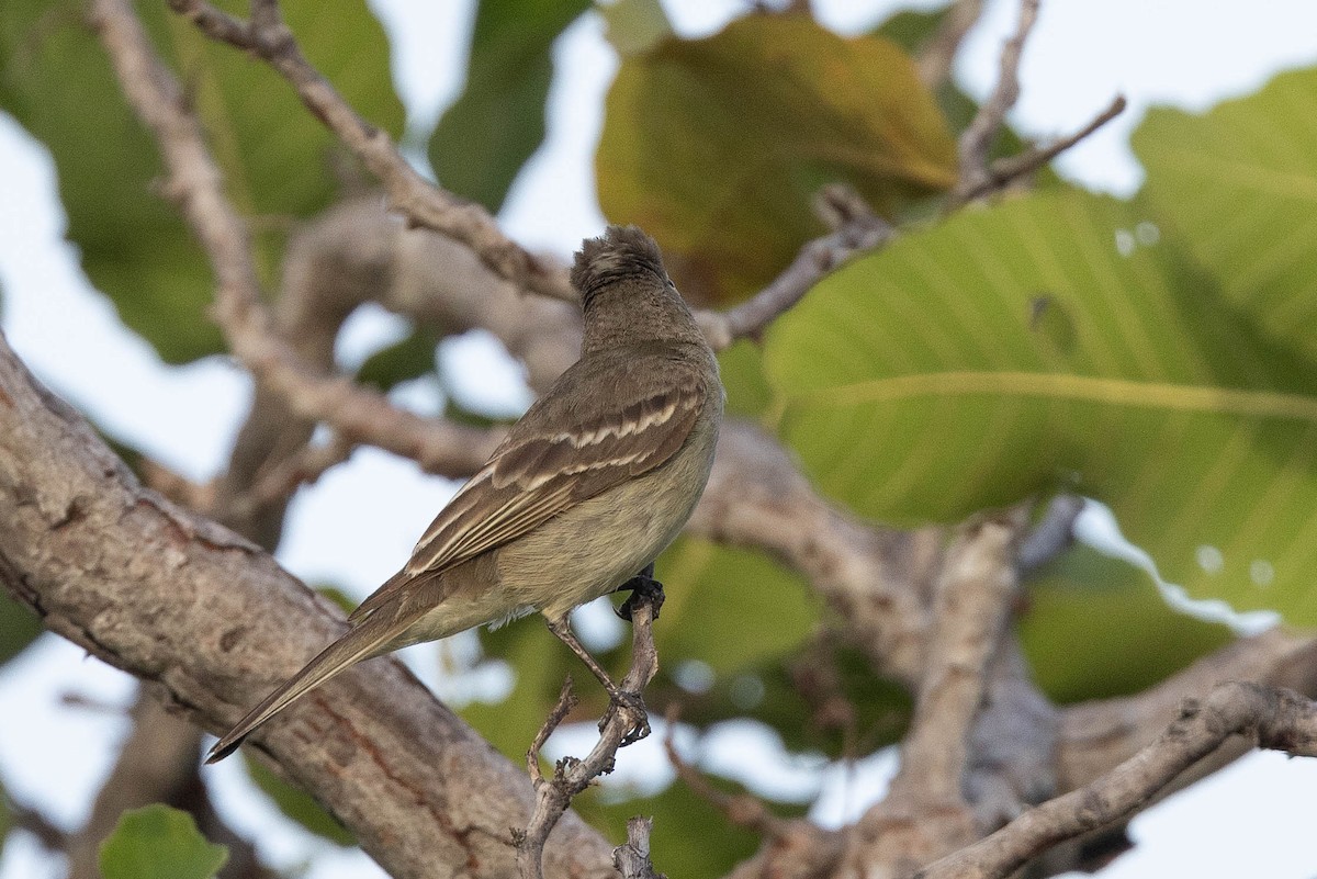 Yellow-bellied Elaenia - ML638133532