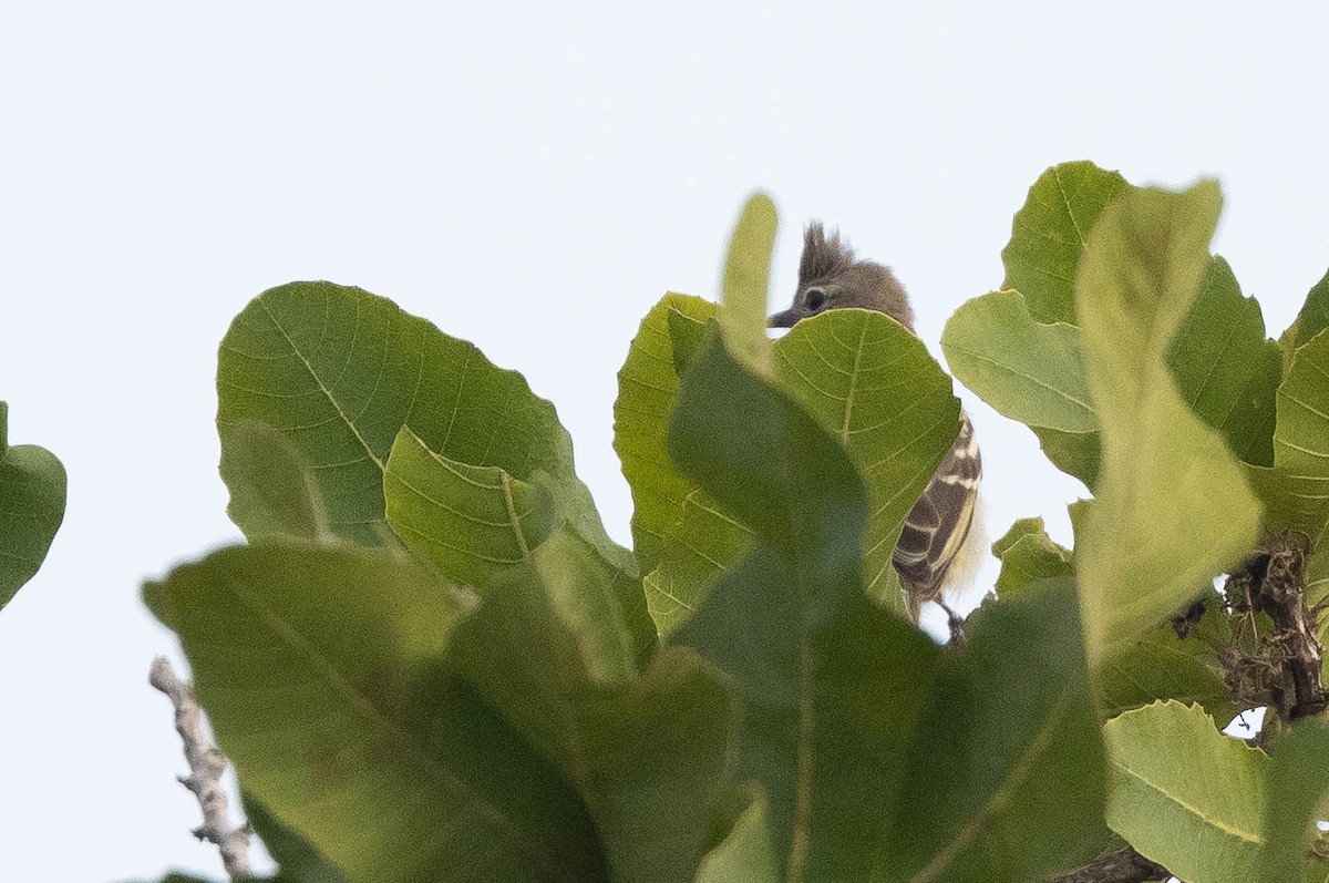 Plain-crested Elaenia - ML638133537