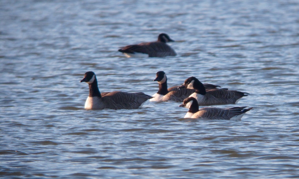 Cackling Goose (Richardson's) - ML638133541