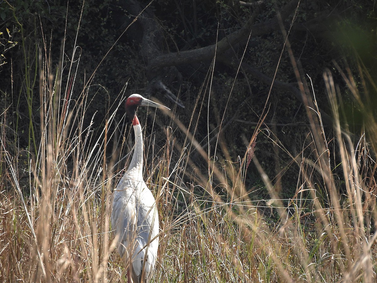 Sarus Crane - ML638133581