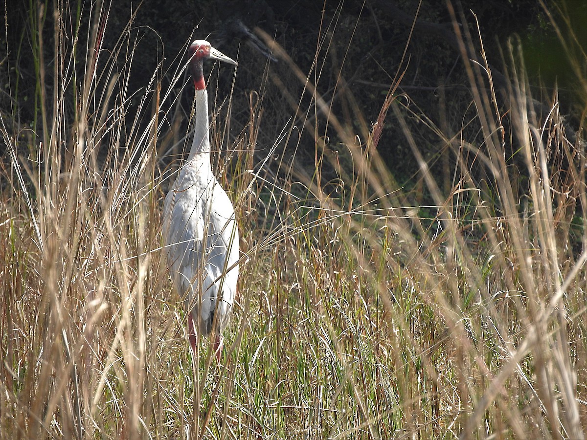 Sarus Crane - ML638133582