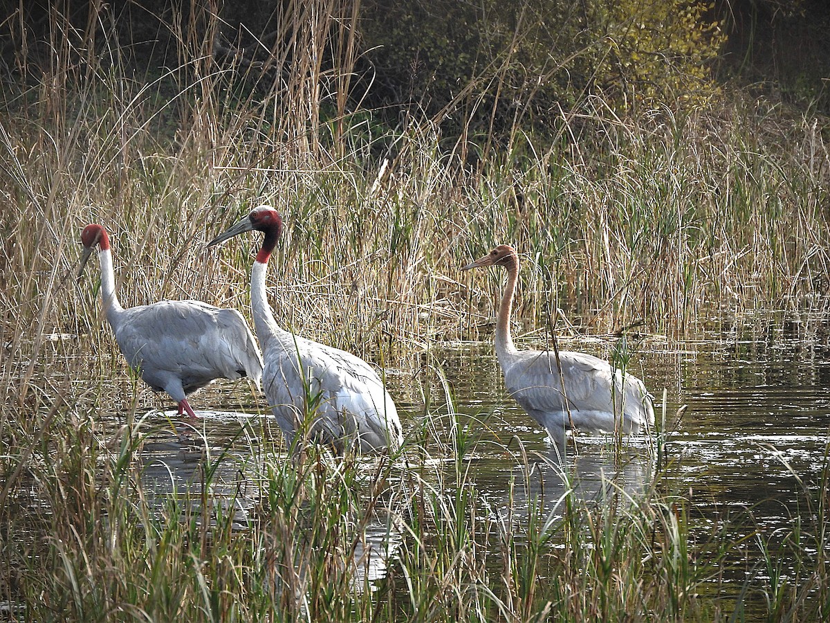 Sarus Crane - ML638133584