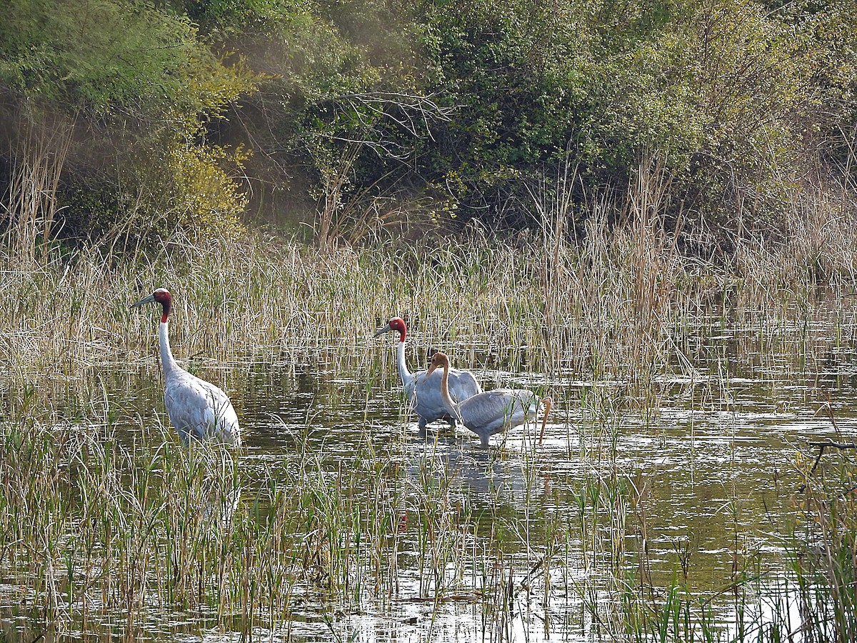 Sarus Crane - ML638133585