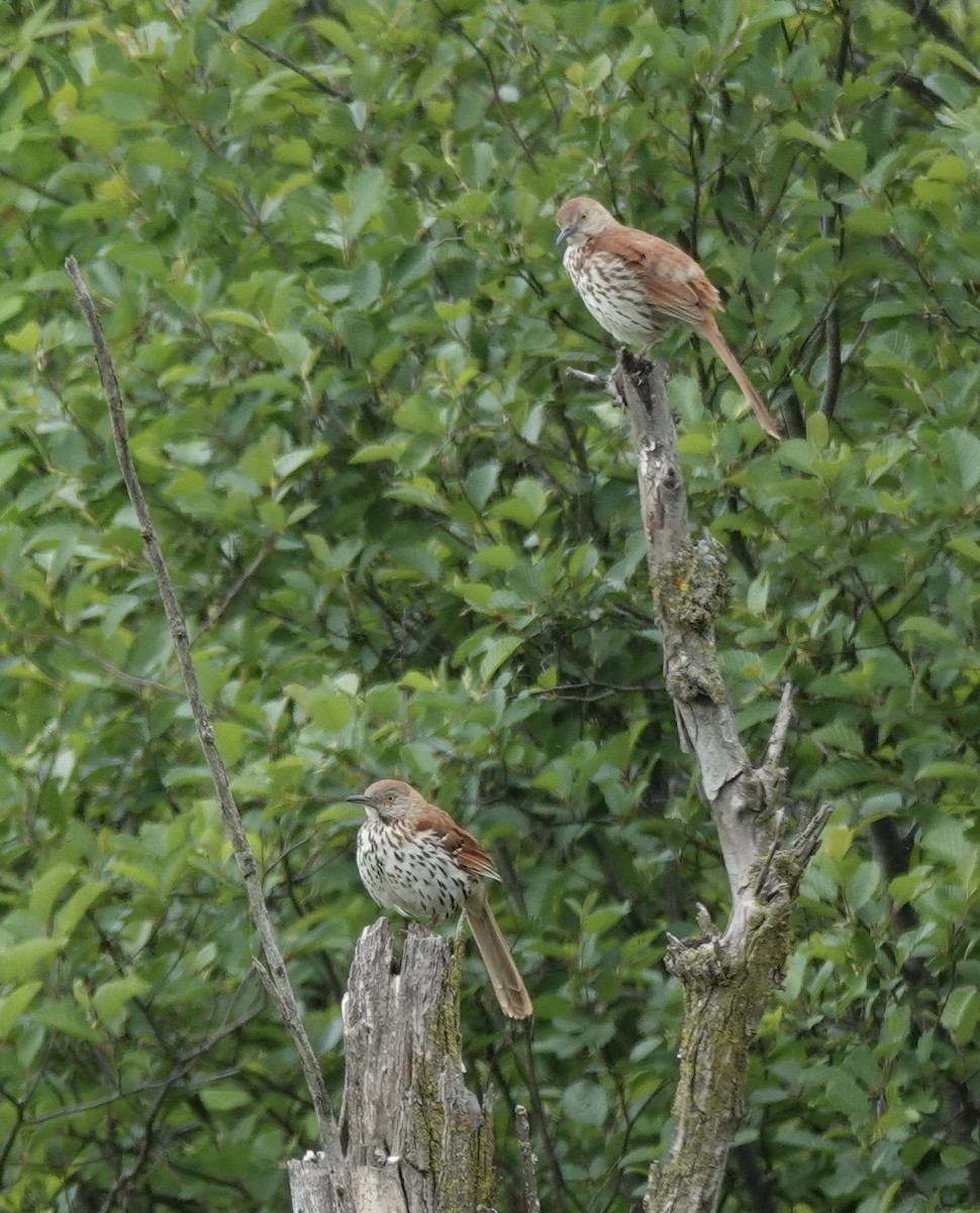 Brown Thrasher - ML638133590