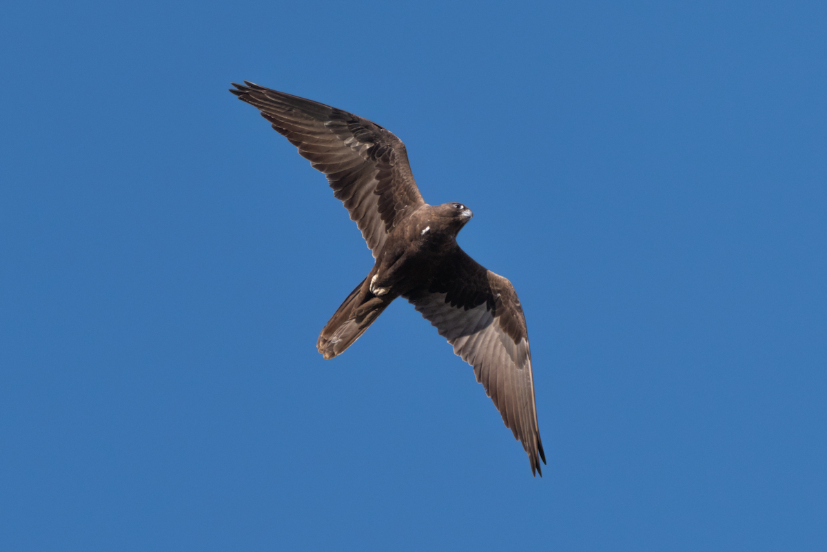 Black Falcon - ML638133595