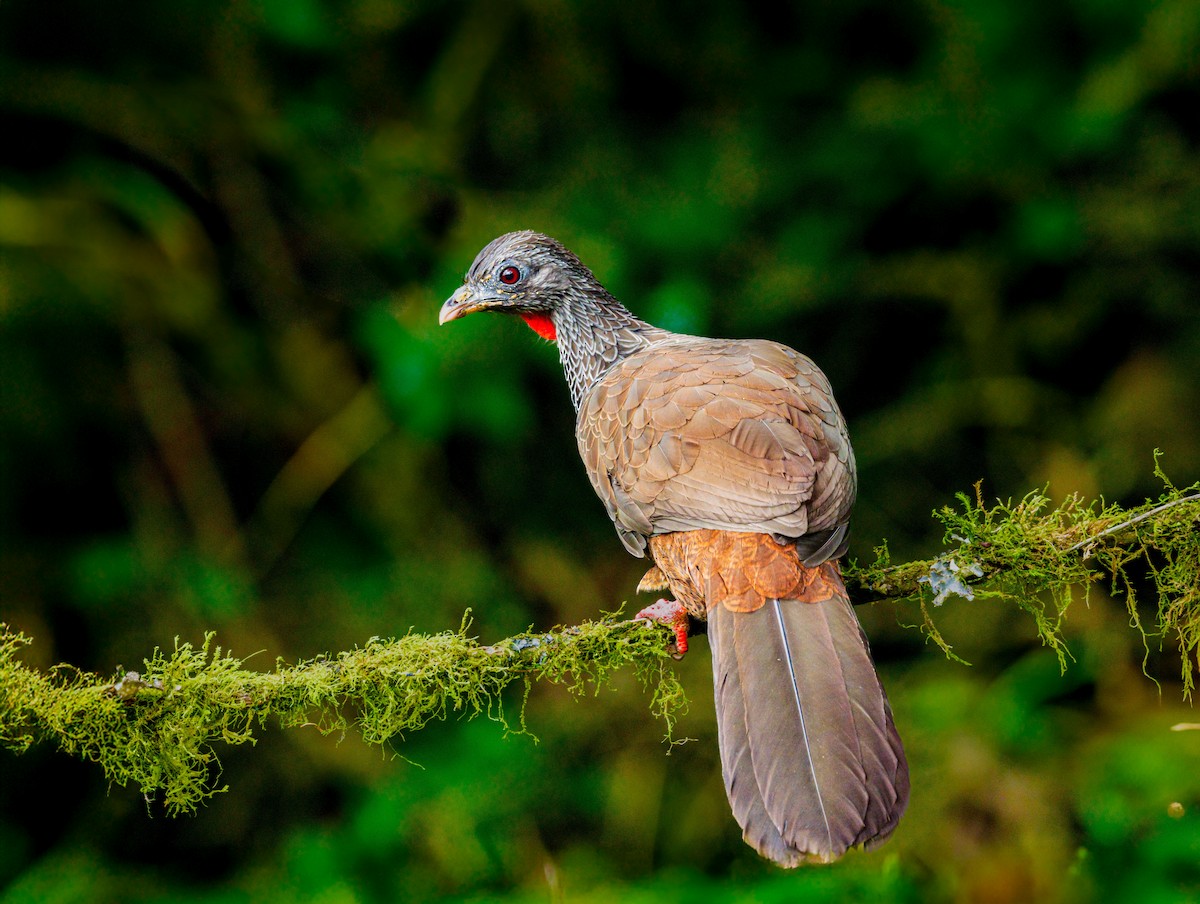Andean Guan - ML638133601