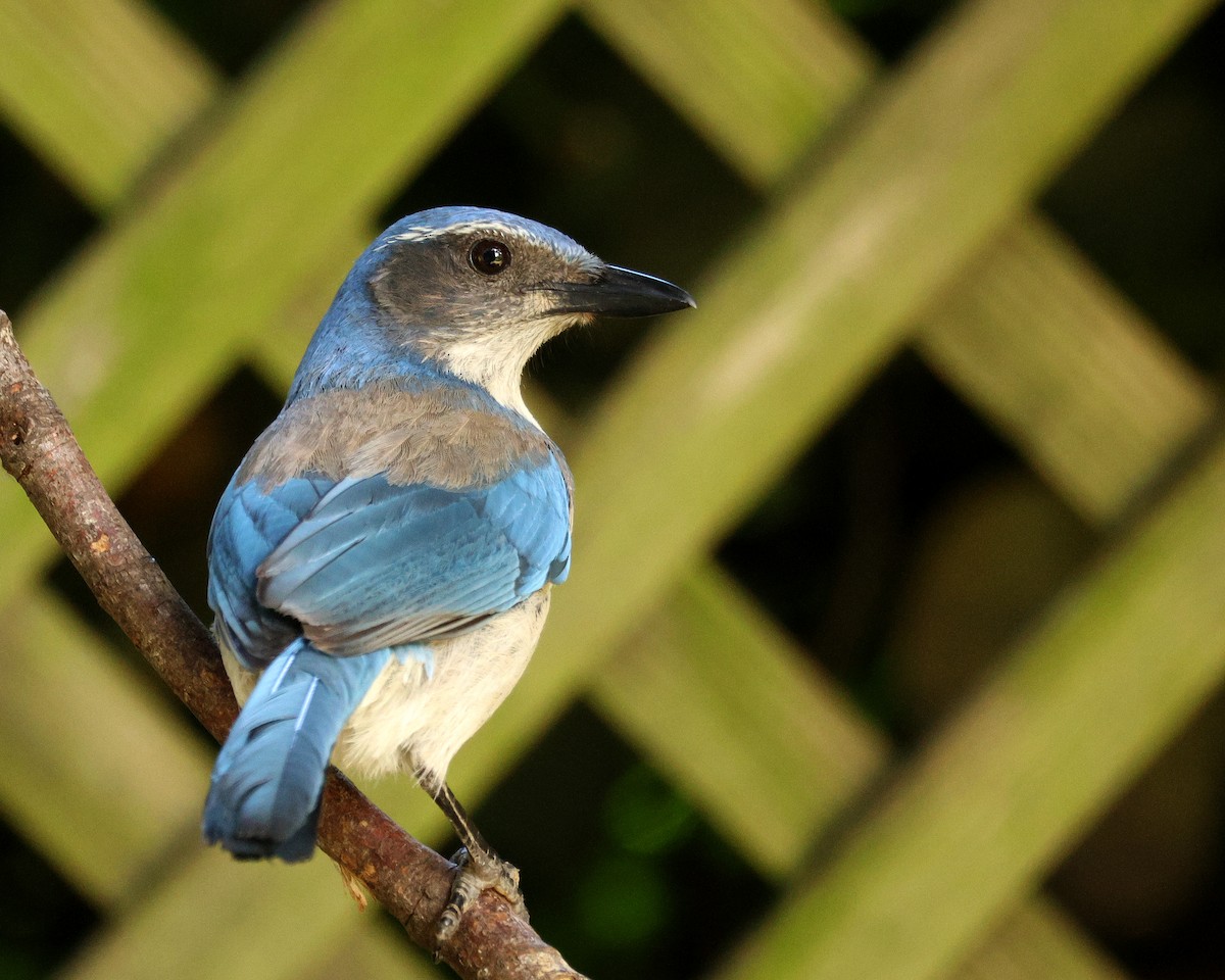 カリフォルニアカケス - ML638133610