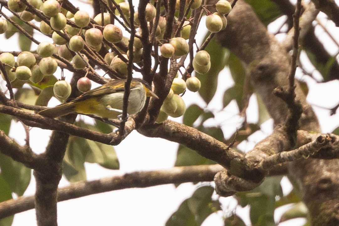 Yellow-backed Tanager - ML638133612