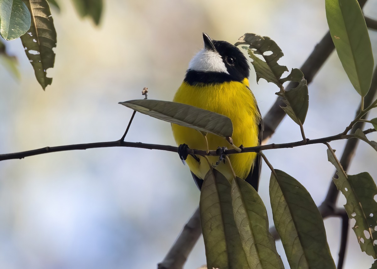 Golden Whistler (Eastern) - ML638133614
