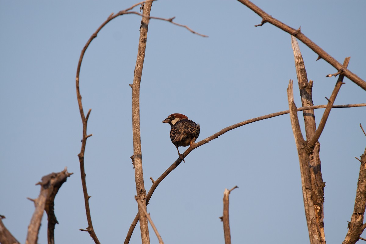 Spanish Sparrow - ML638133620