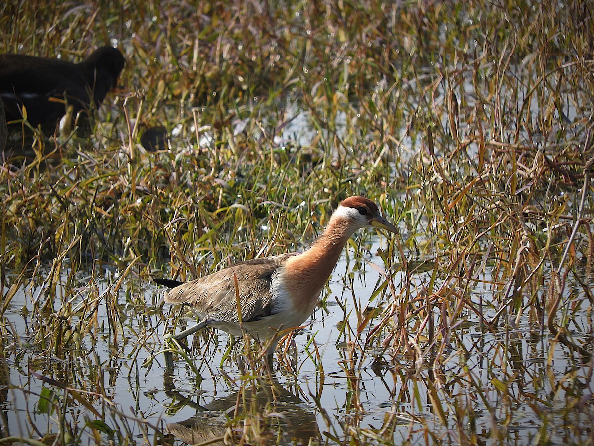Bronze-winged Jacana - ML638133622