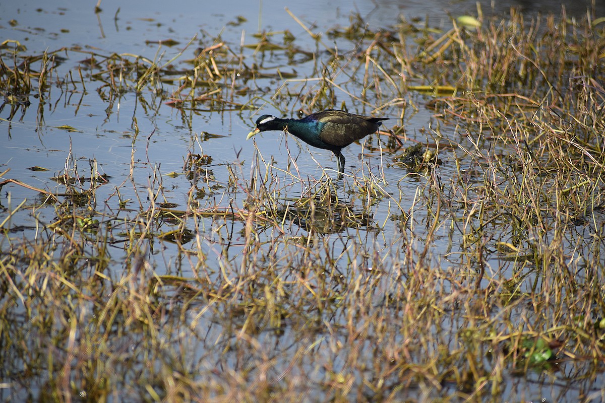 Bronze-winged Jacana - ML638133624