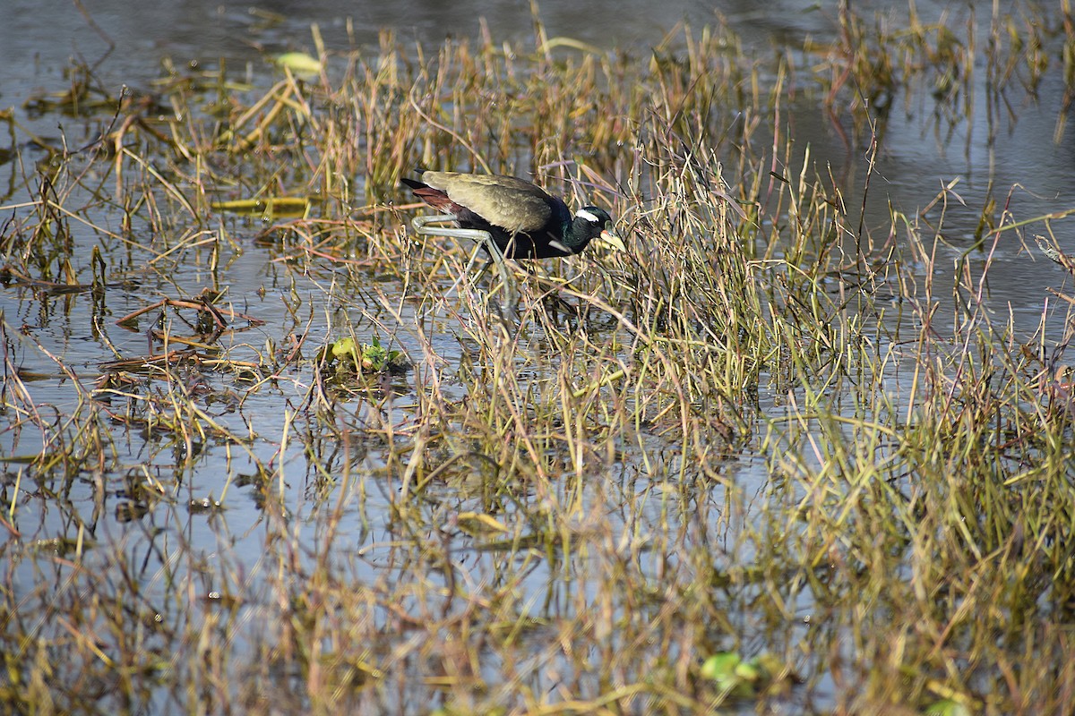 Bronze-winged Jacana - ML638133625