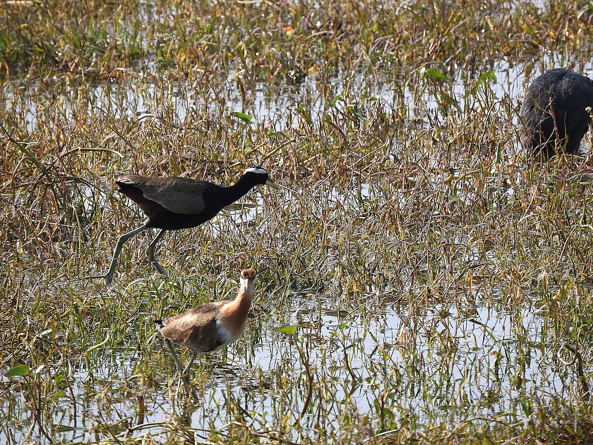 Bronze-winged Jacana - ML638133626