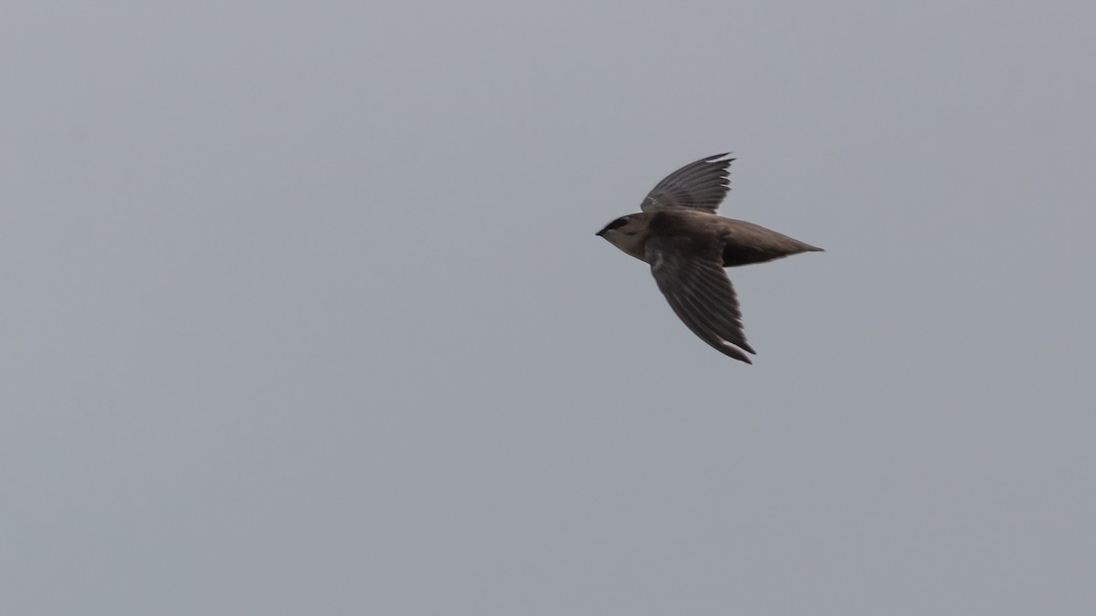 Sick's Swift - ML638133630